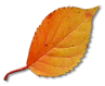 leaf_06.png