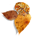 leaf_06_03.png