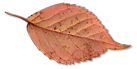 leaf_06_10.png